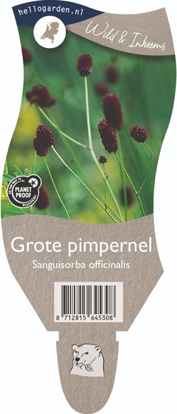 Sanguisorba officinalis - P11